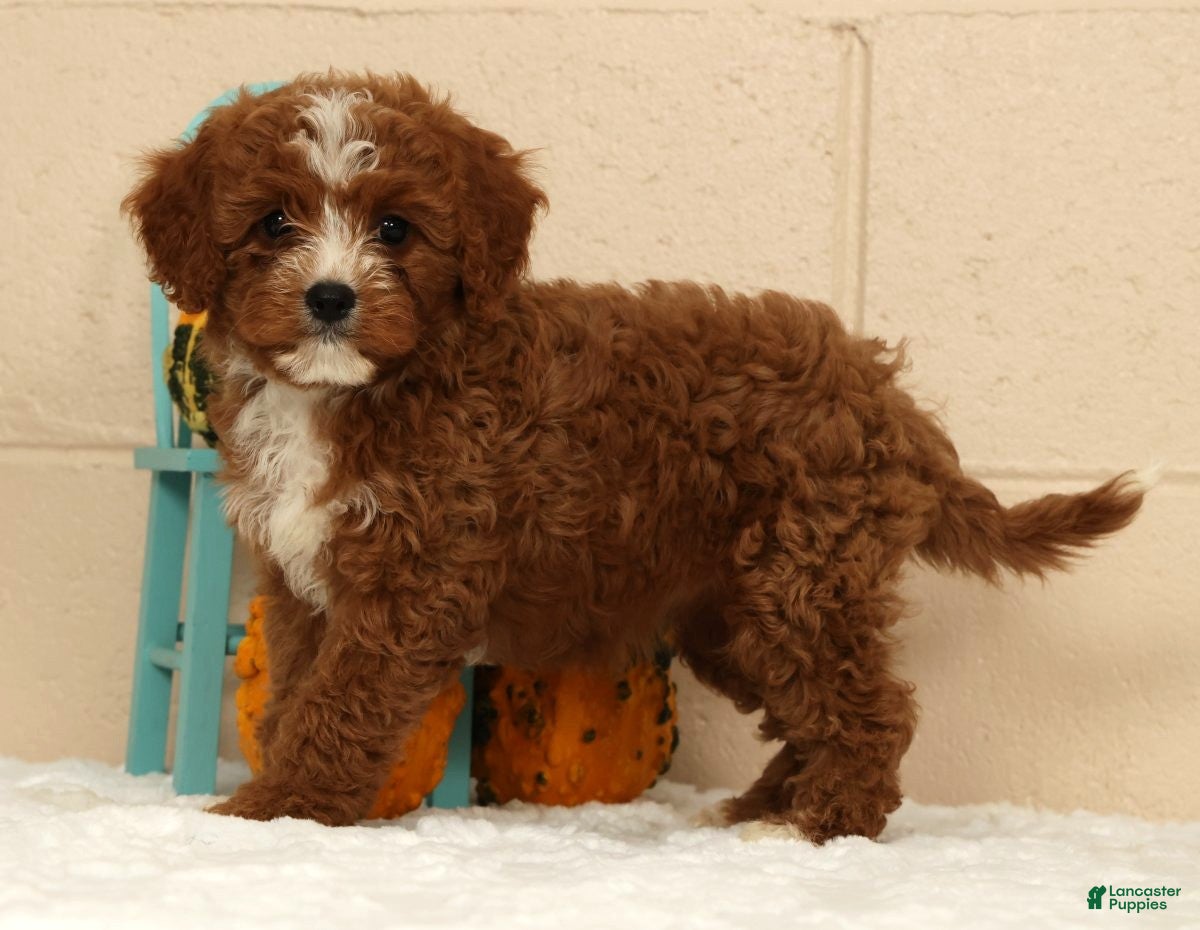 Cavapoo dogs Autumn - Ad 1