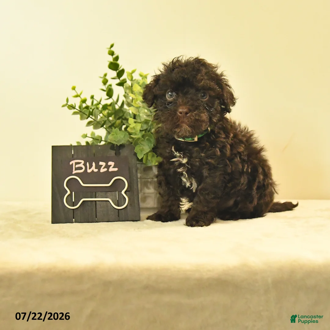 Havapoo dogs for sale: Buzz - Ad 1