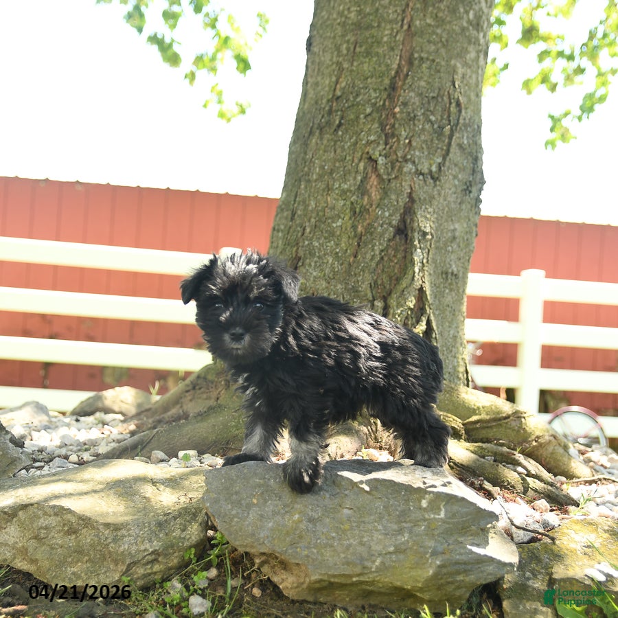 Miniature Schnauzer dogs Birdy - Ad 2