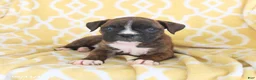 Boxer dogs for sale: Aspen - Ad 3