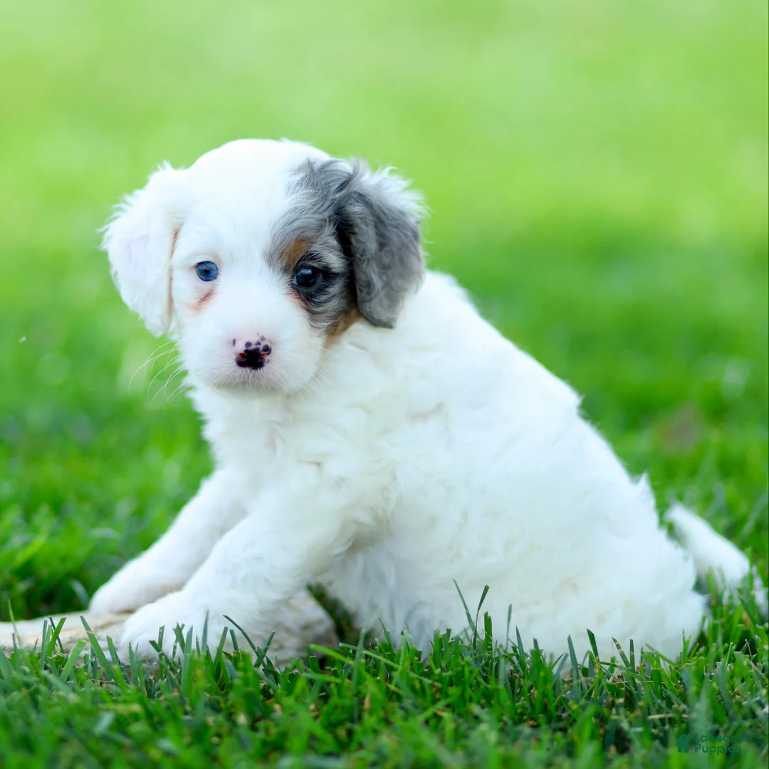 Cavapoo dogs for sale: Elmo - Ad 3