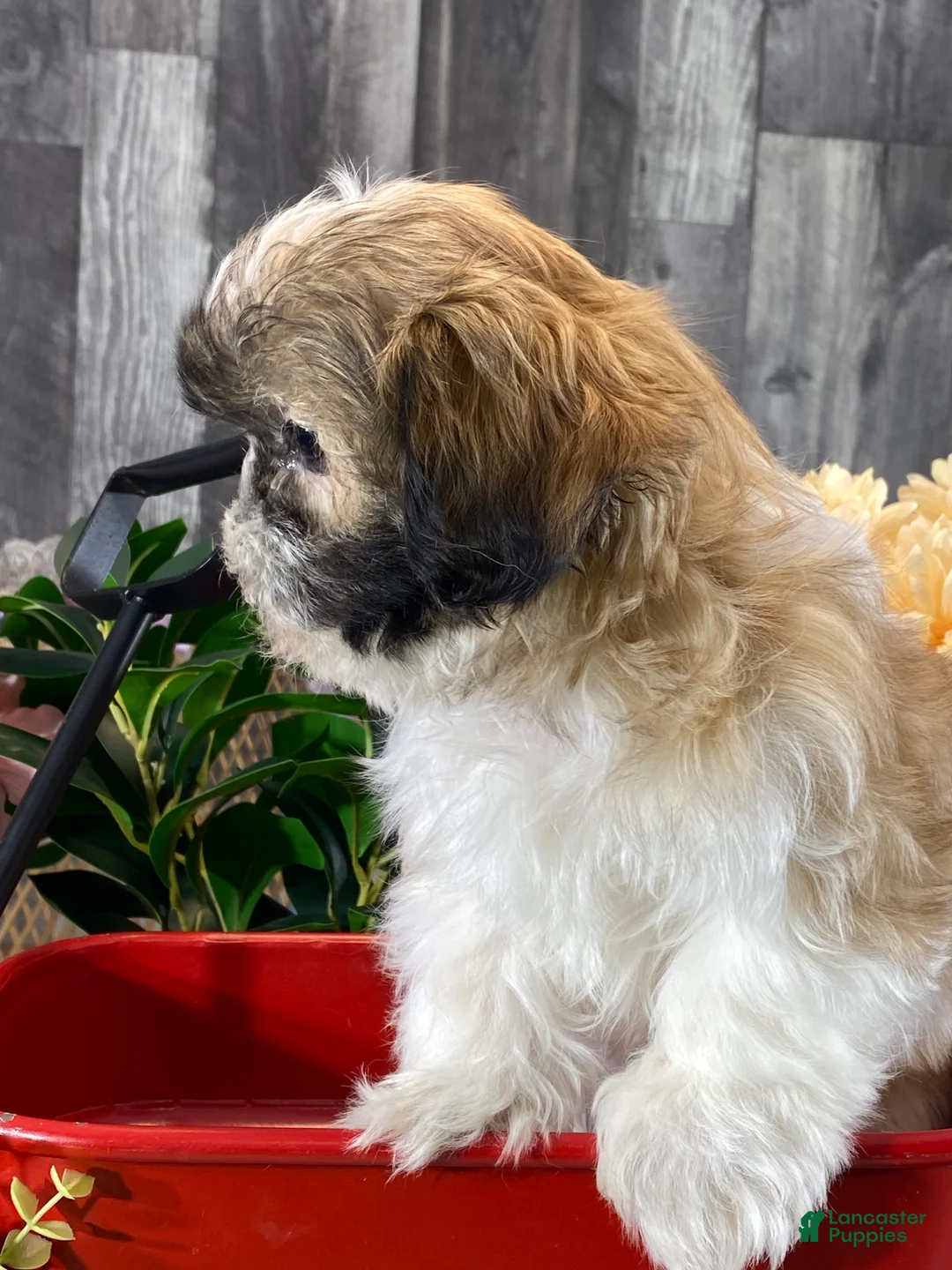 Shih Tzu dogs for sale: Saint - Ad 2