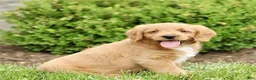 Labradoodle dogs for sale: Skip  - Ad 3