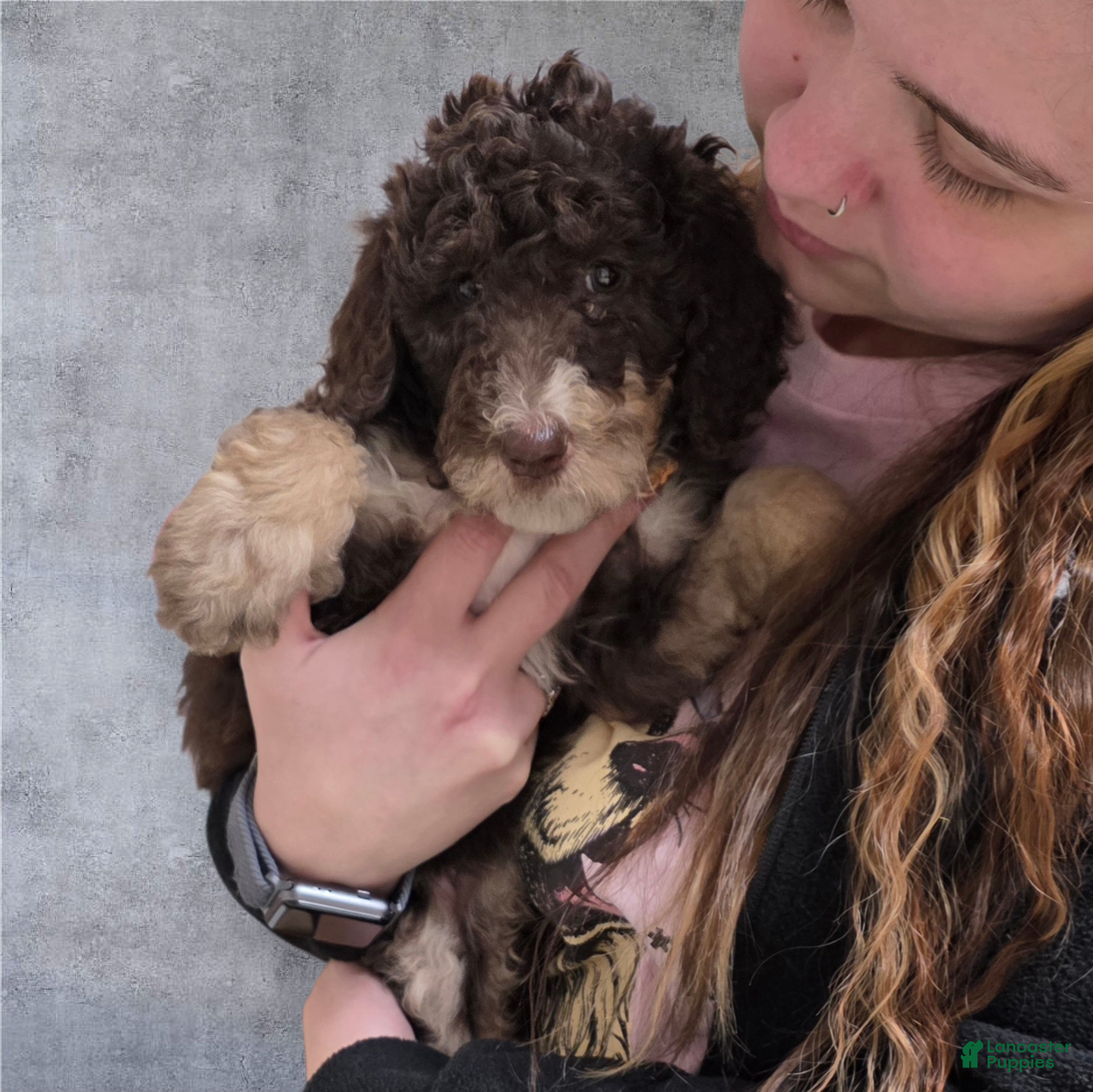 Standard Poodle dogs Standard Poodle Puppy 9 - Ad 4