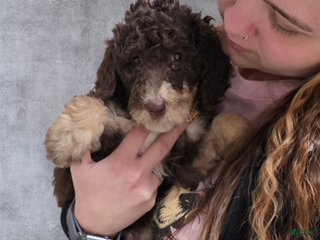 Standard Poodle dogs Standard Poodle Puppy 9 - Ad 4