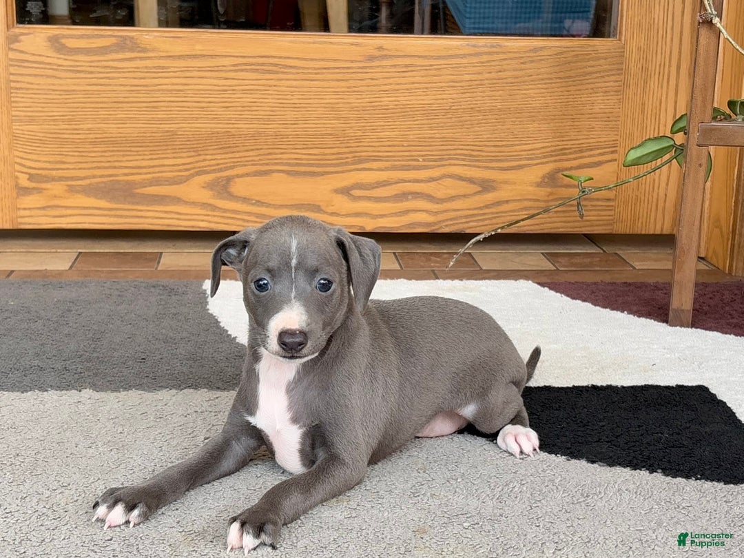 Italian Greyhound dogs for sale: JJ - Ad 6