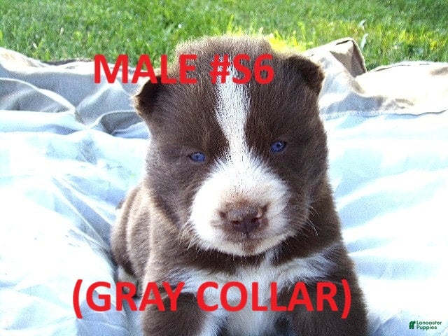 Siberian Husky dogs Gray Collar - Ad 22