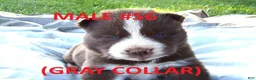 Siberian Husky dogs for sale: Gray Collar - Ad 1