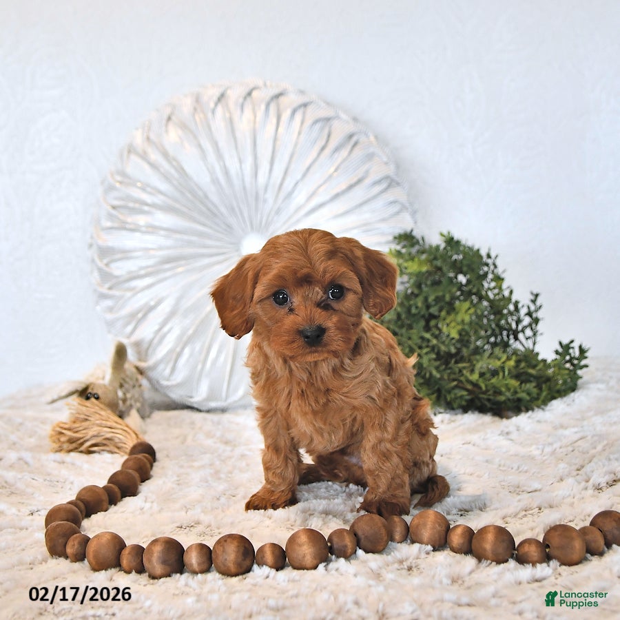 Cavapoo dogs Baxter EXTRA SMALL - Ad 2