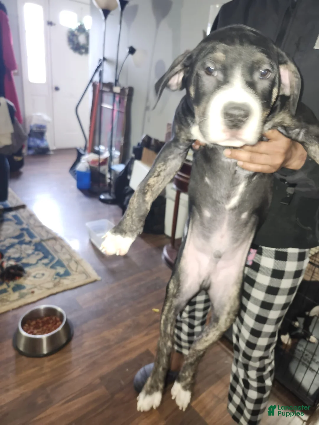 American Staffordshire Terrier dogs for sale: American Staffordshire Terrier Puppy 1 - Ad 1