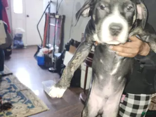 American Staffordshire Terrier dogs for sale: American Staffordshire Terrier Puppy 1 - Ad 3