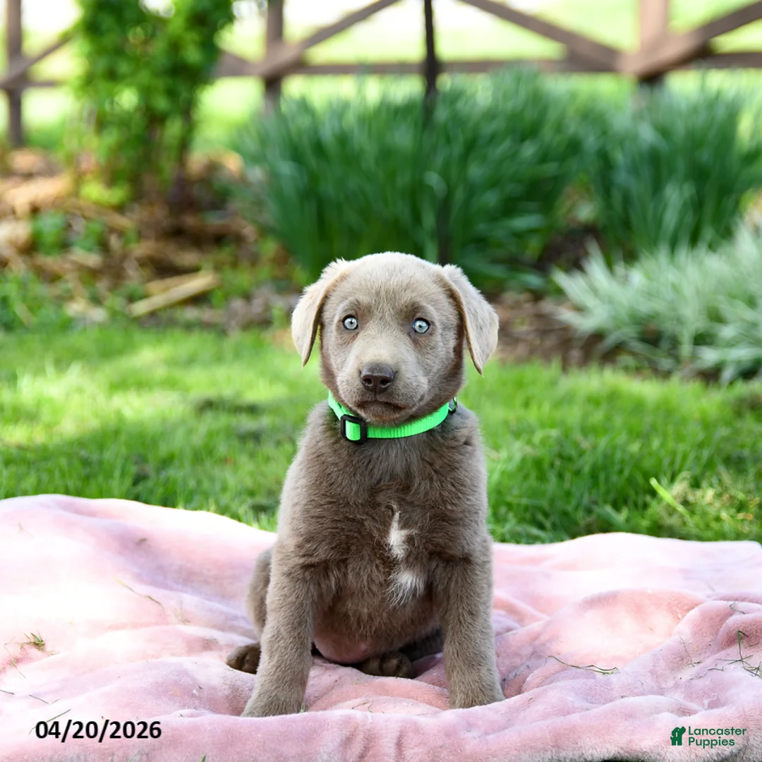 Labrador Retriever dogs for sale: Elena - Ad 5