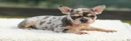 French Bulldog dogs for sale: Issy - Ad 8