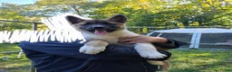 Akita dogs for sale: Akita 3 - Ad 1