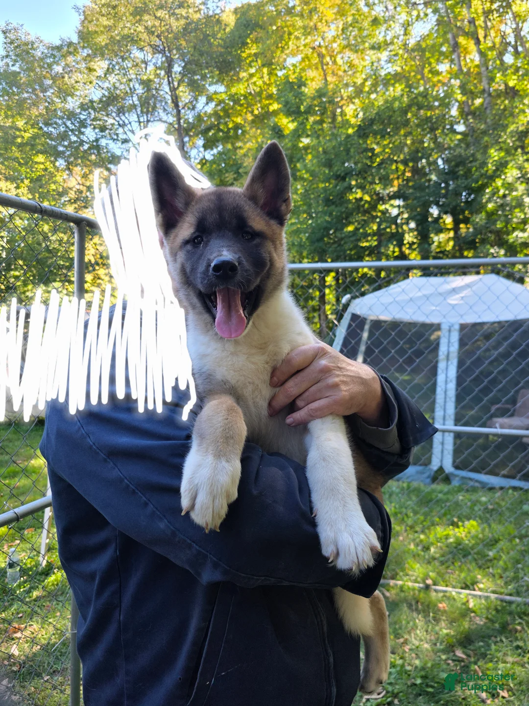 Akita dogs for sale: Akita 3 - Ad 1