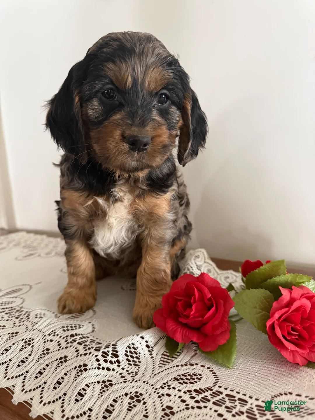 Cockapoo dogs for sale: Cockapoo Puppy 7 - Ad 1