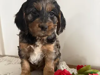 Cockapoo dogs Cockapoo Puppy 7 - Ad 26