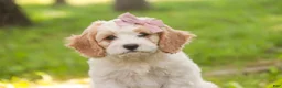 Mixed Breed dogs for sale: Fairy Munchkin Bernedoodle - Ad 1
