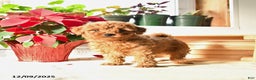 Toy Poodle dogs for sale: Tierney - Ad 2