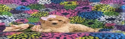 Bichpoo dogs for sale: Ashlan - Ad 5