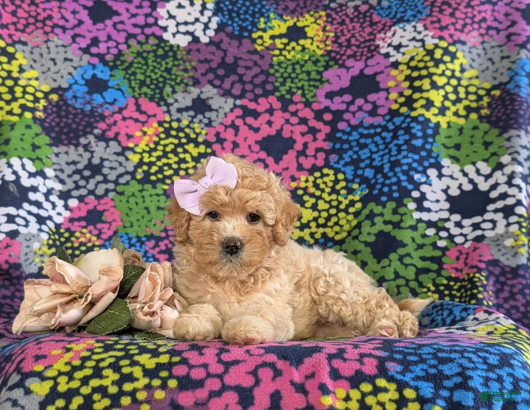 Bichpoo dogs for sale: Ashlan - Ad 5