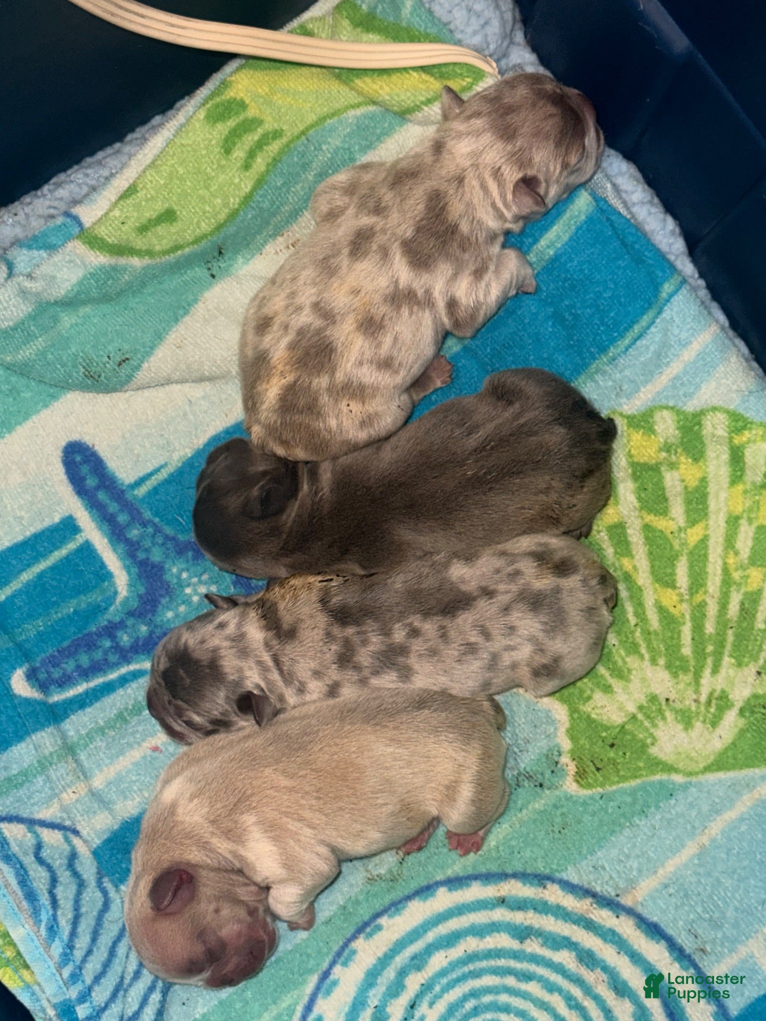 French Bulldog dogs for sale: Kristoff - Ad 3