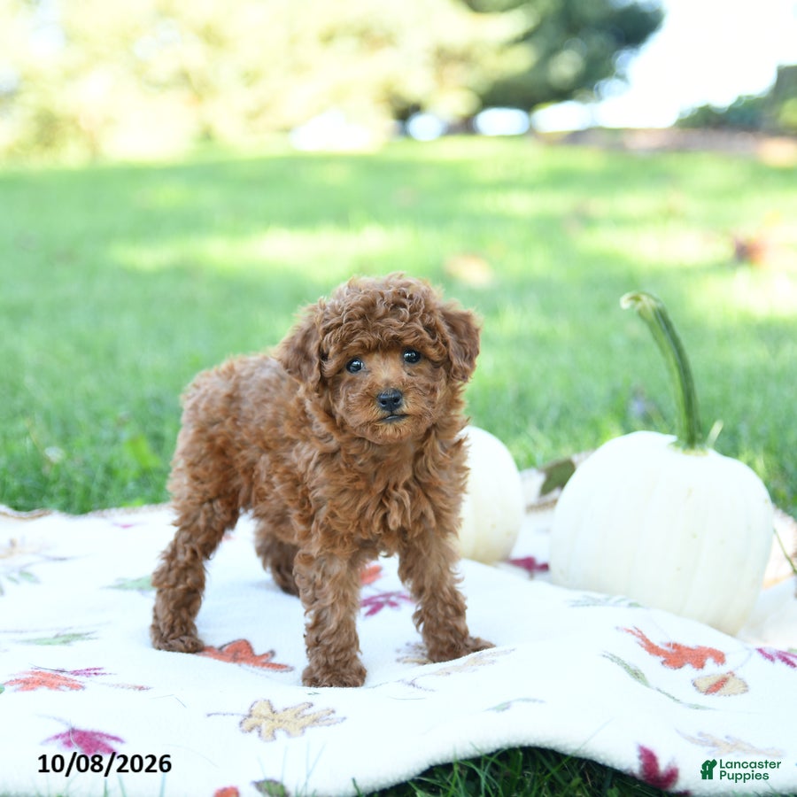 Toy Poodle dogs Graham - Ad 2