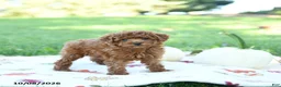 Toy Poodle dogs for sale: Graham - Ad 2