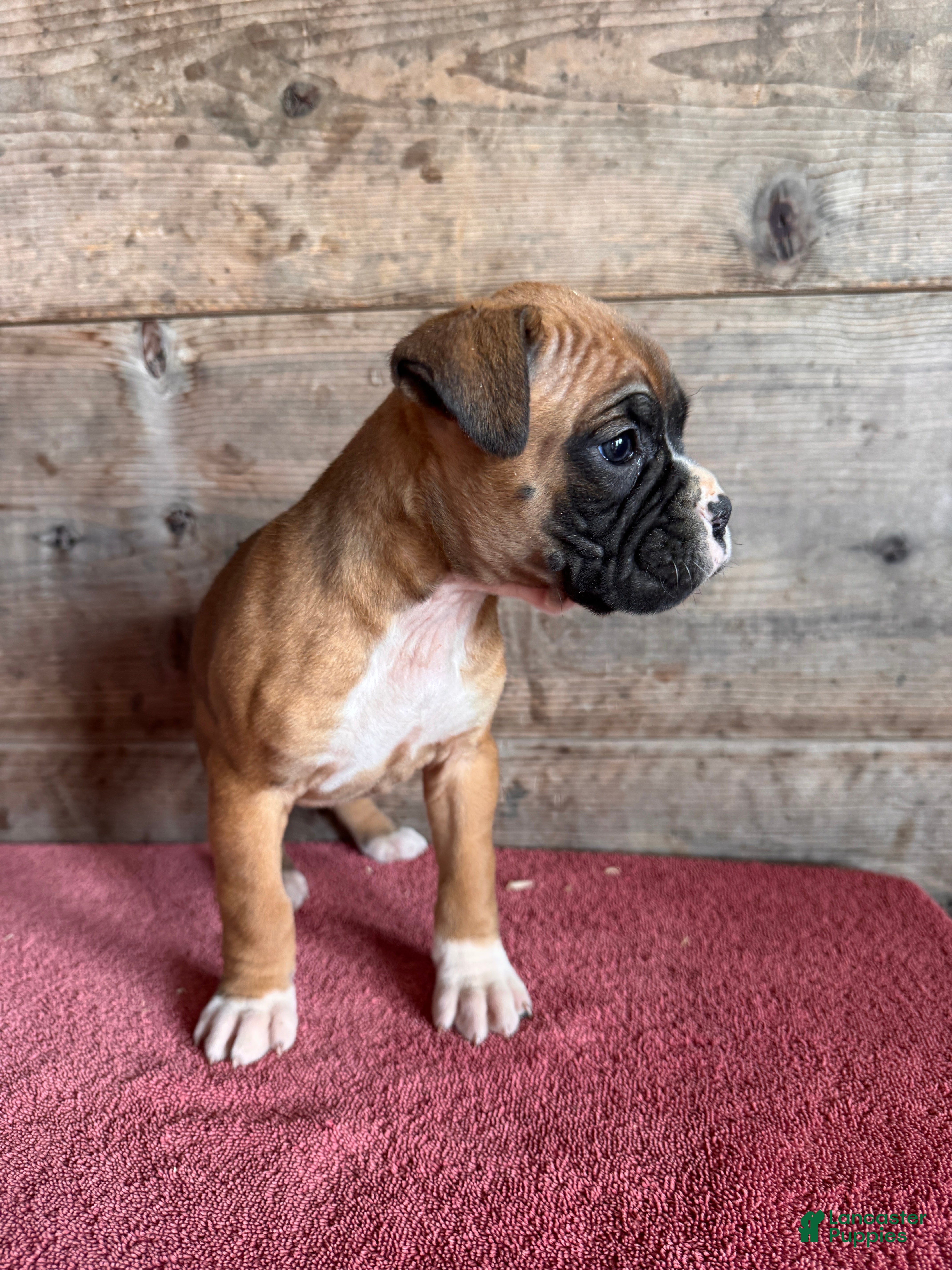 Boxer dogs Boxer Puppy 5 - Ad 2