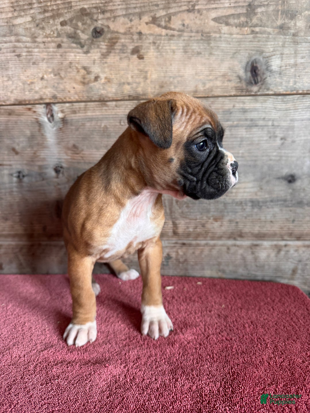 Boxer dogs for sale: Boxer Puppy 5 - Ad 2