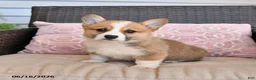 Welsh Corgi Pembroke dogs for sale: Maple   - Ad 4