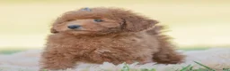 Toy Poodle dogs for sale: Numbby - Ad 4