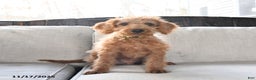 Miniature Labradoodle dogs for sale: Rusty - Ad 2