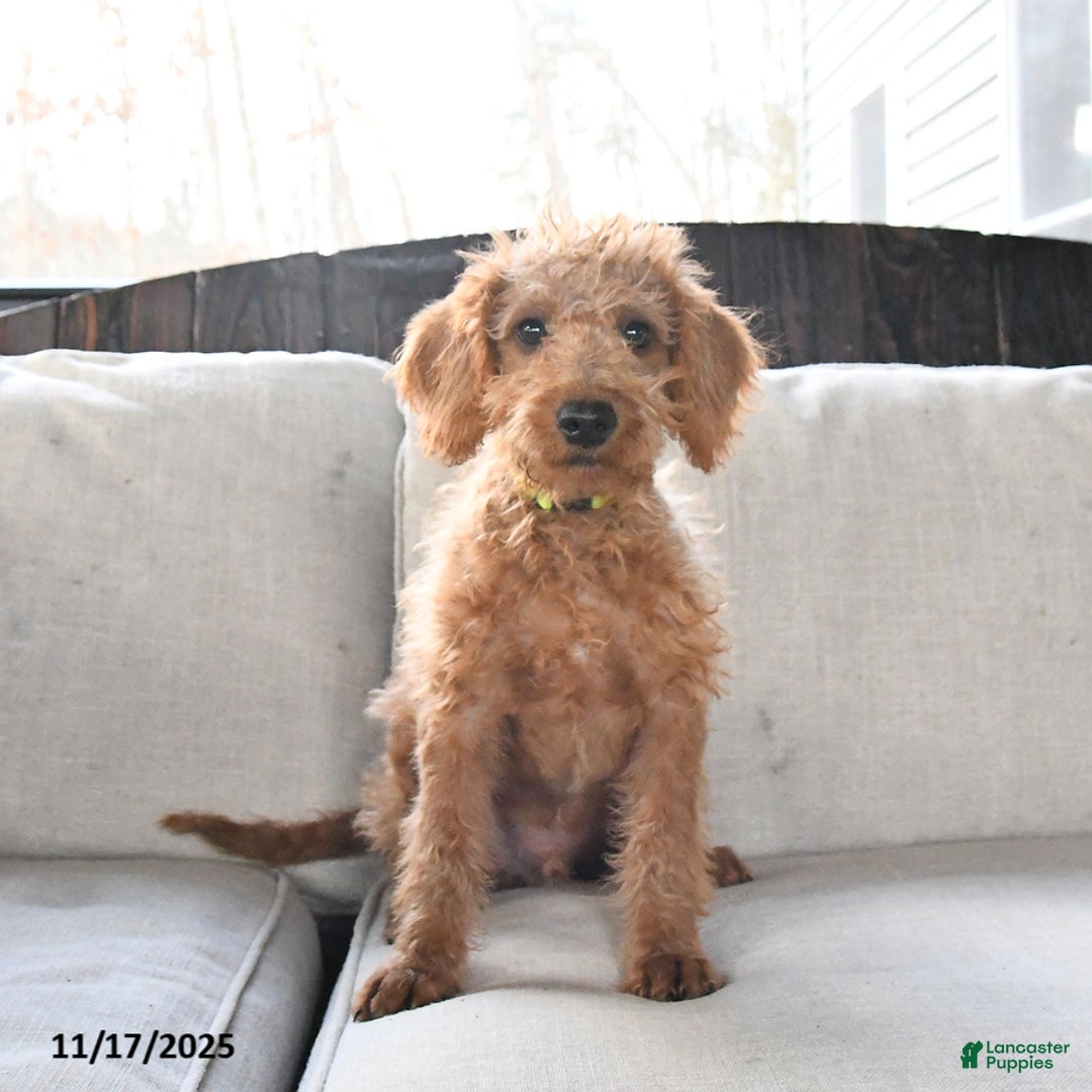 Miniature Labradoodle dogs for sale: Rusty - Ad 2