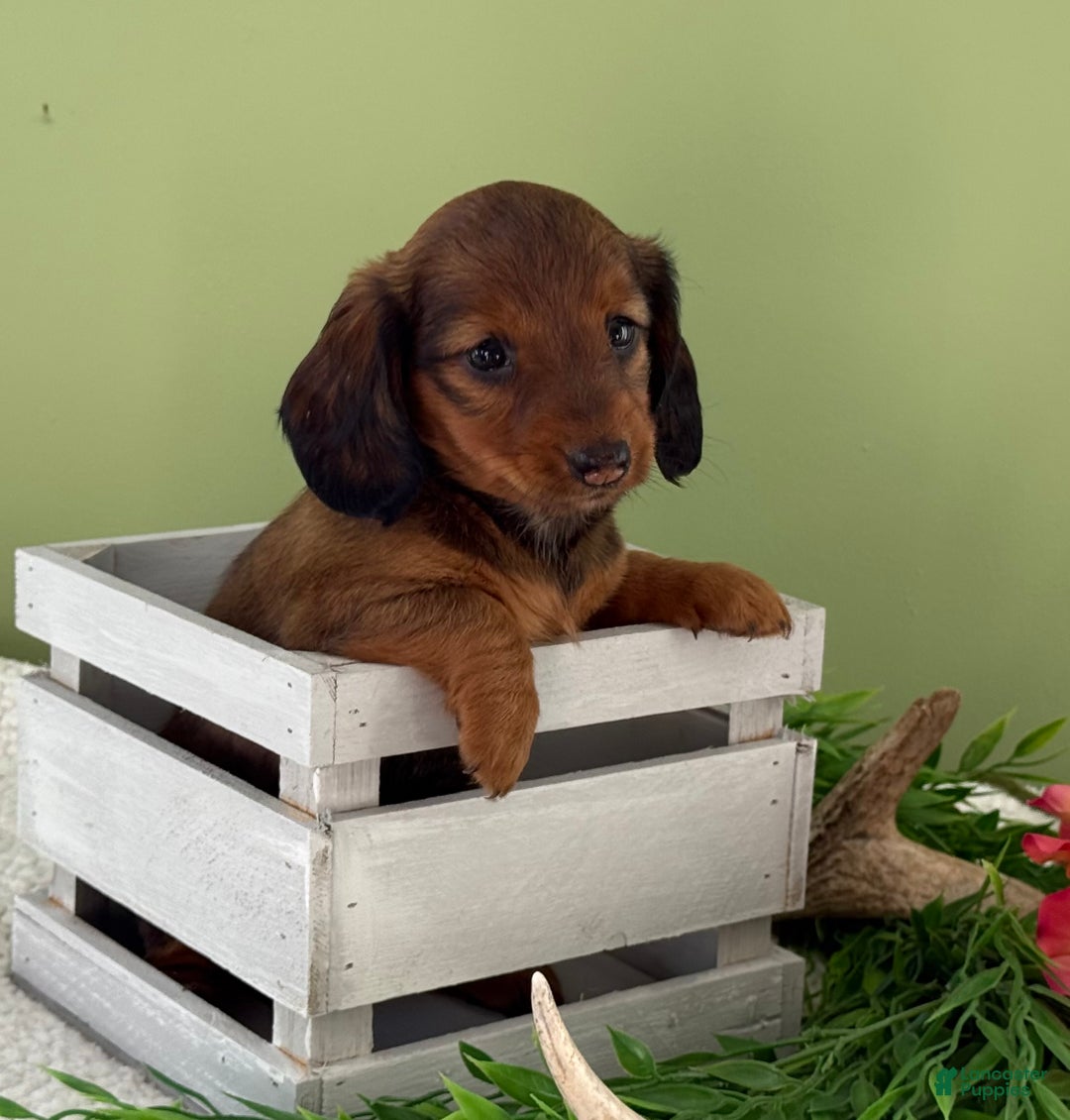 Miniature Dachshund dogs for sale: Juniper - Ad 7