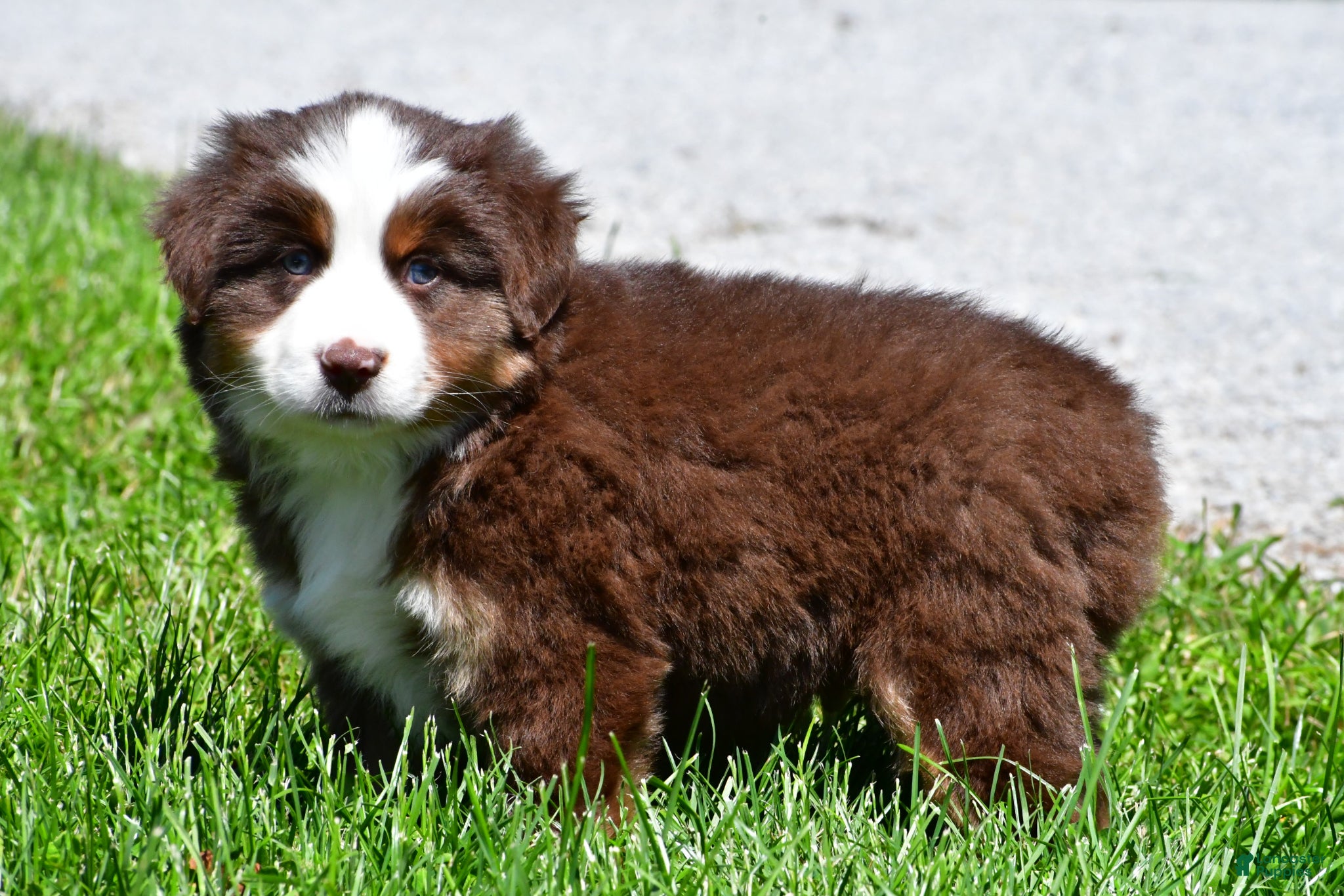 Miniature Australian Shepherd dogs for sale: Champ - Ad 3