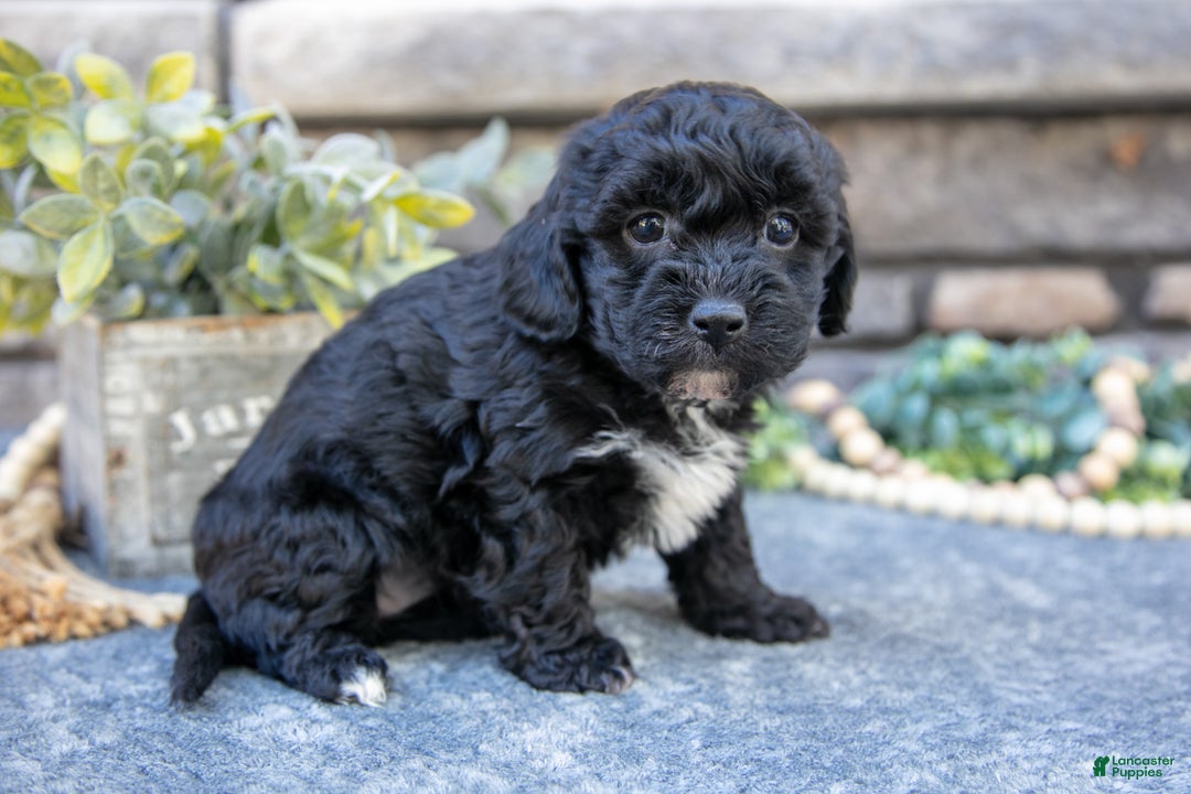 Havapoo dogs for sale: Serena - Ad 2