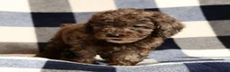 Miniature Poodle dogs for sale: Maggie - Ad 8