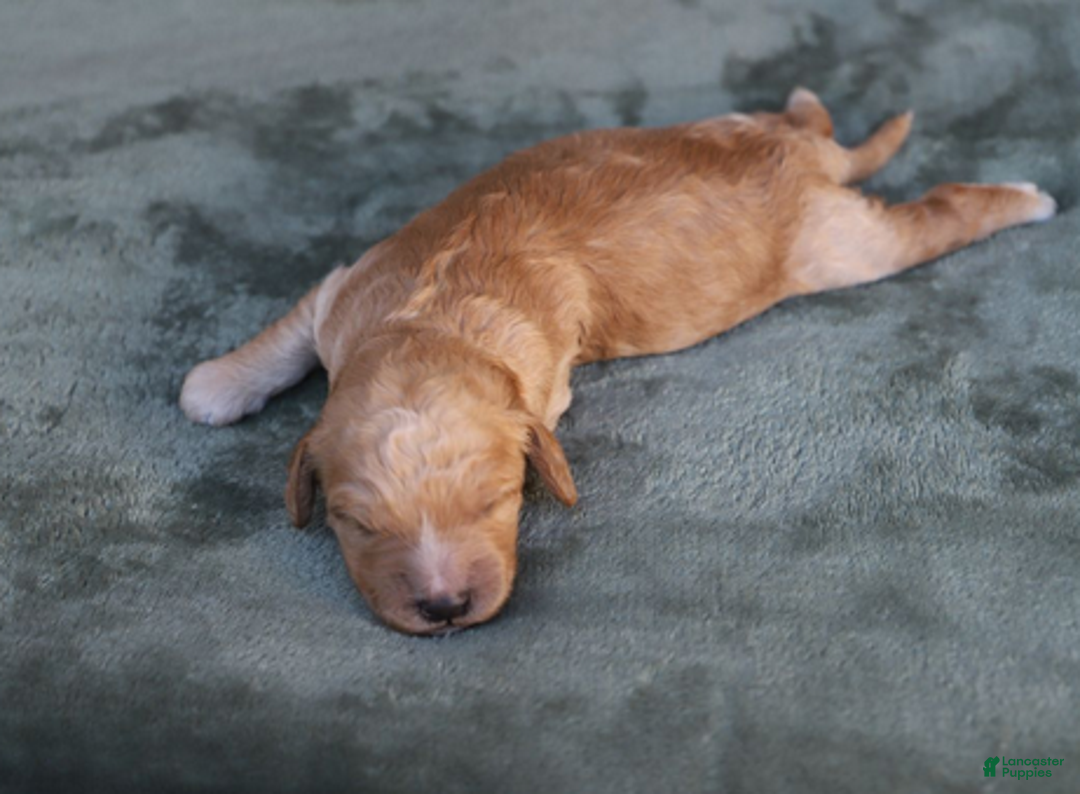 Goldendoodle dogs for sale: Rune - Ad 5