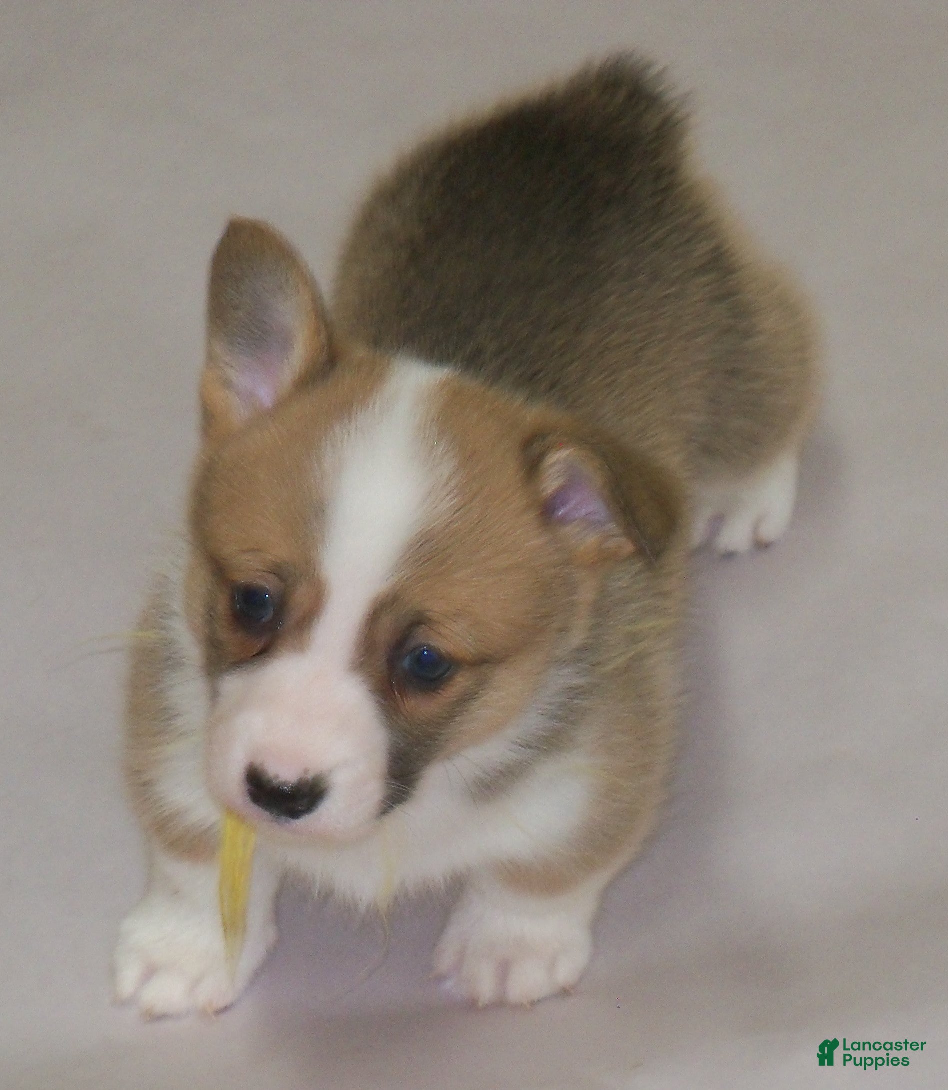 Welsh Corgi Pembroke dogs Foxy...Genetic tested - Ad 2