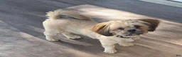 Lhasa Apso dogs for sale: Lhasa Apso 1 - Ad 3