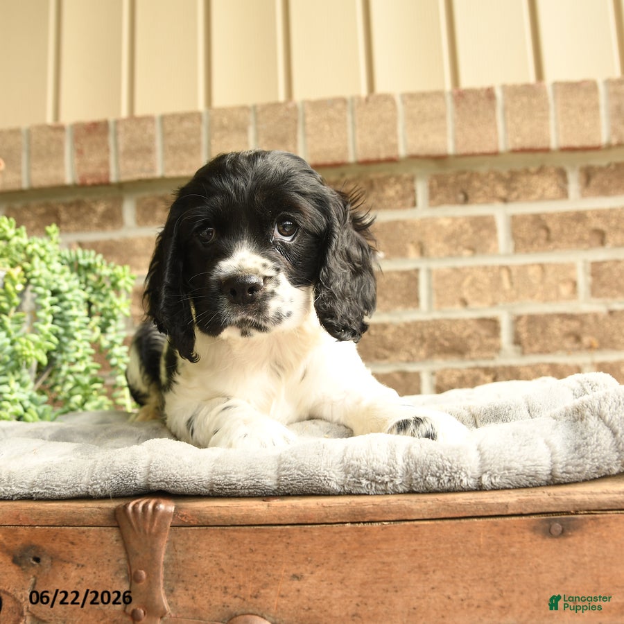 English Cocker Spaniel dogs Charlie - Ad 2