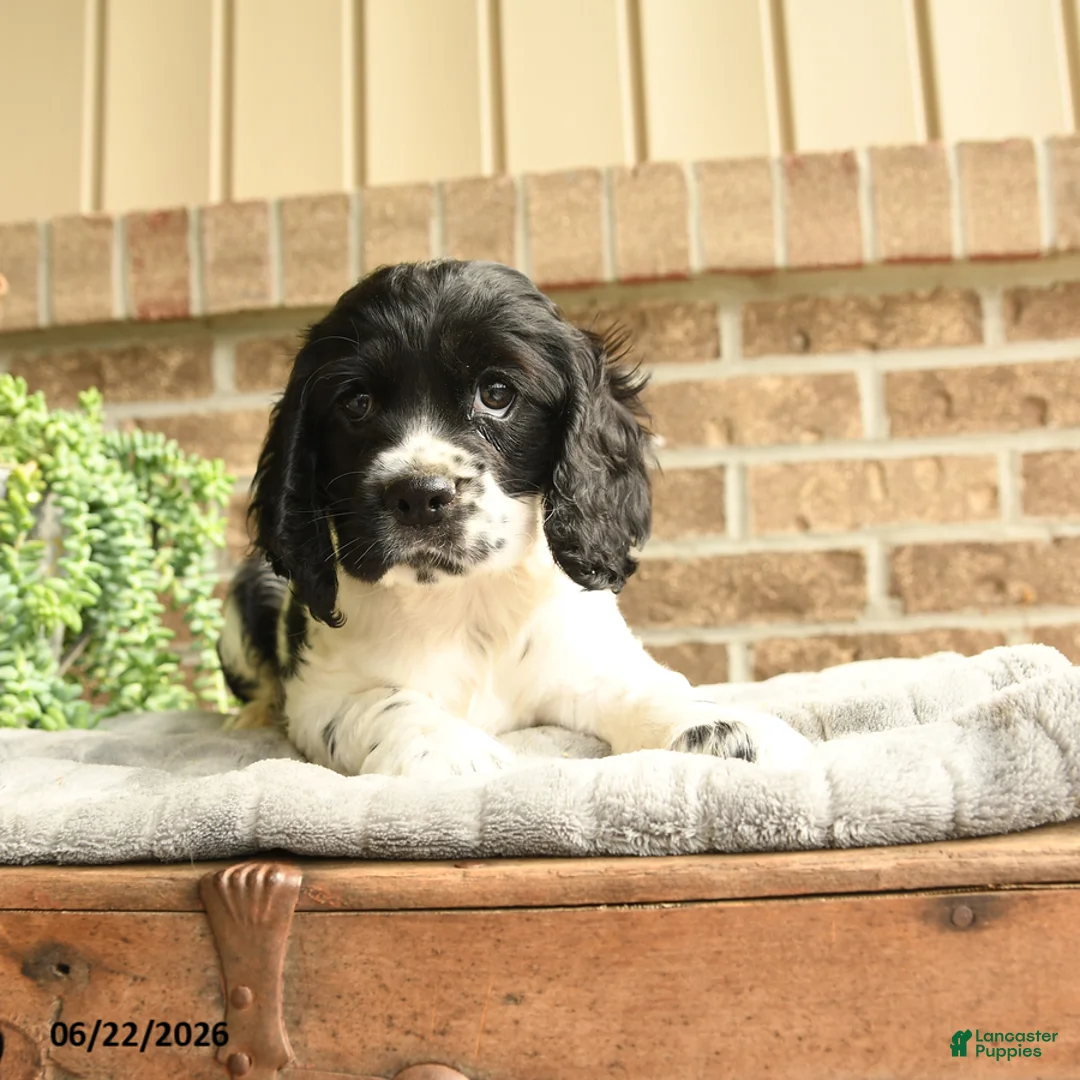 English Cocker Spaniel dogs for sale: Charlie - Ad 2