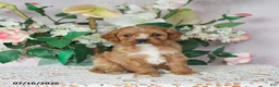 Cavapoo dogs for sale: Loki - Ad 3