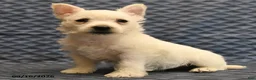 West Highland Terrier dogs for sale: Nick  - Ad 4