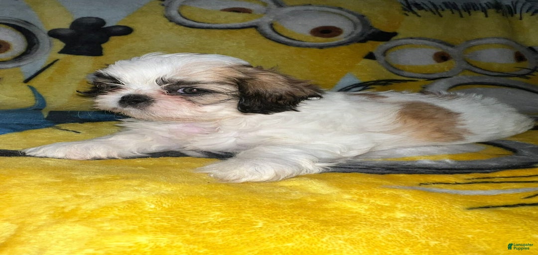 Gallery Image {{count}}