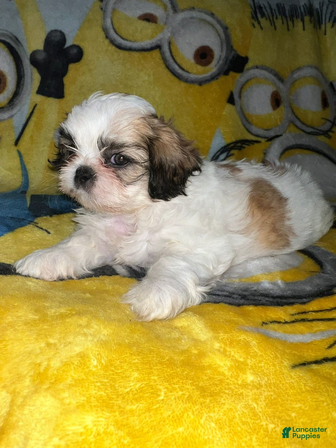 Gallery Image {{count}}