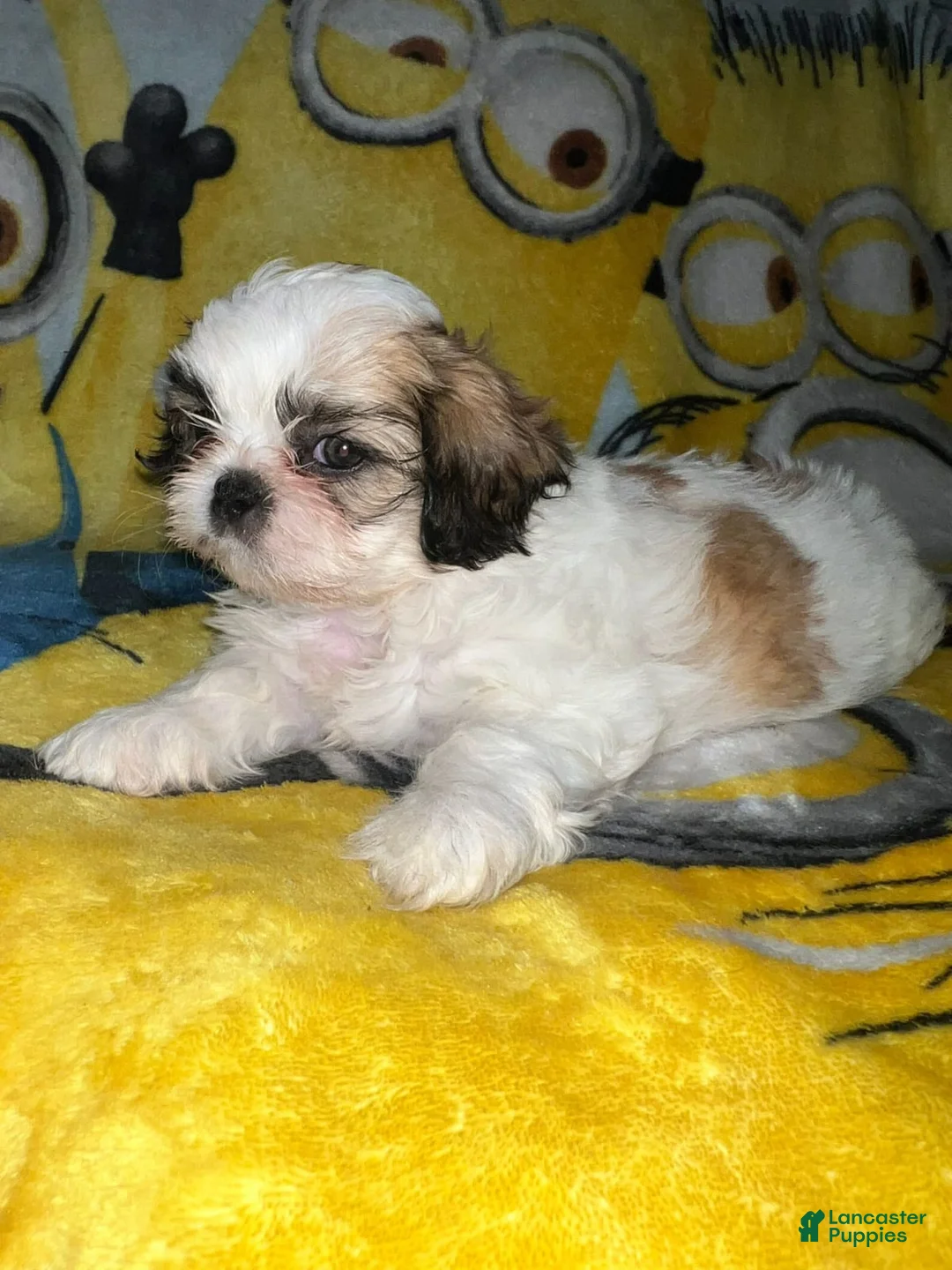 Gallery Image {{count}}