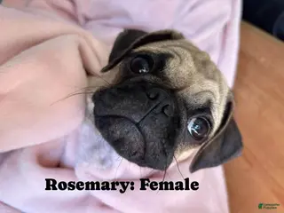 Pug dogs Bluff - Ad 17