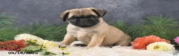 Pug dogs for sale: Nacho - Ad 4